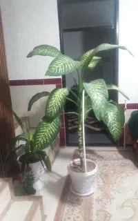گل و گیاه