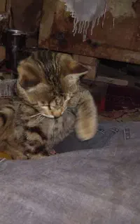 گربه خانگی آروم بامرام