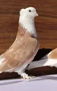 گمشده