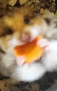 همستر دستی حیوان خانگی بامزه