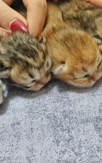گربه بریتیش مادر با ۴توله