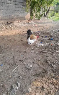 مرغ وخروس جاپینز