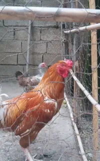 مرغ و خروس و جوجه محلی
