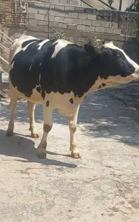 تلیسه گاو گوساله