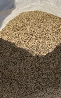 جو دو سر بذری دیم