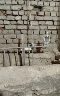 کبوتر