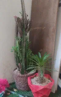 افروبیاو نهال نخل ماداگاسکار