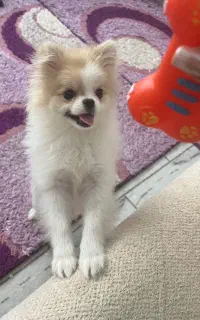 فروش قیمت پایین پامر خرسی عروسکی ۶ماه قیمت۲۲