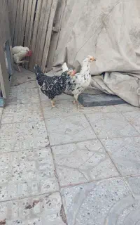 مرغ وخروس گلین ولری