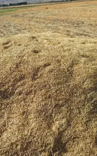 کاه گندم