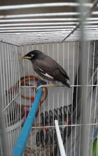 مرغ مینا