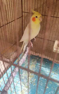 عروس هلندی نر