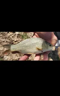 بچه ماهی پرورشی کپورطلایی و آمور . اسپلش