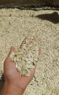 تخم کدو امسالی