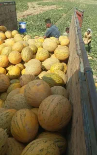 باربارکن هندوانه وخربزه
