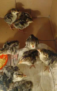 جوجه بوقلمون