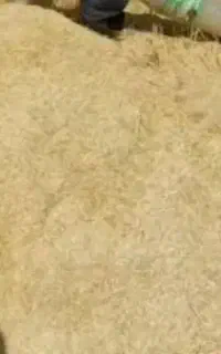کاه گندم فله و گونی