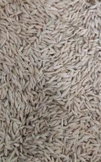 جو محلی