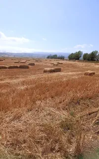 کاه گندم پرس