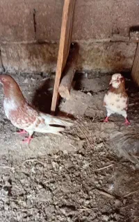 یک جفت کبوتر نر بسیار زیبا