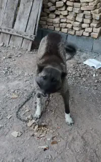 واگذاری سگ سه گرگ