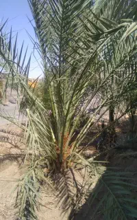 فروش یک نخل خرما