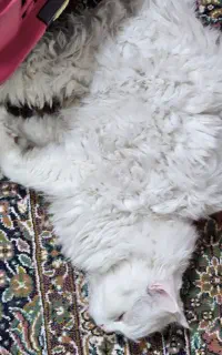 واگذاری گربه