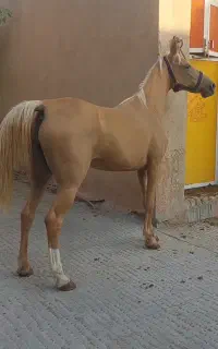 اسب. مادیان سمند. و. نریان. و کره مادیان