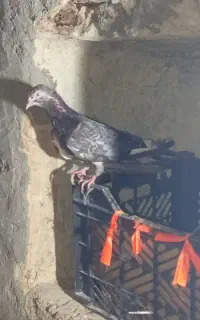 کبوتر سوری حراج