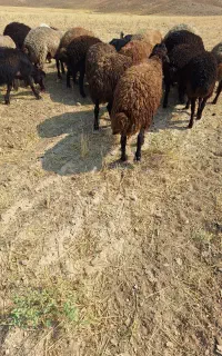 بره نر دشتی سبک ۴۰ راس