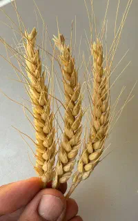 بذر گندم