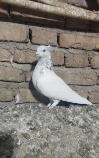 کبوتر