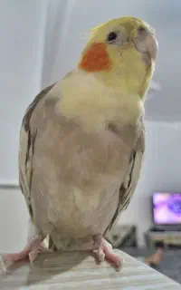 عروس هلندی گمشده