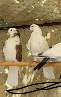 کفتر