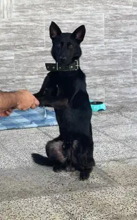 سگ ژرمن بلک میکس مالینوز