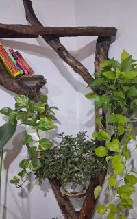خونتو سبز کن