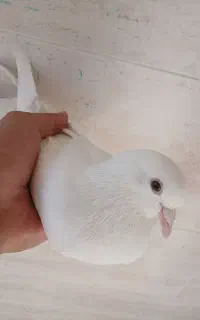 کبوتر سفید بهبهونی