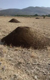 کودپیین کوسفندان وکاو