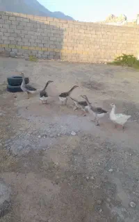 غاز