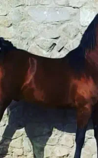 کشش با سیلمی کرد