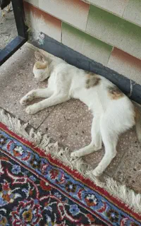 گربه خوشگل 2 میلیون