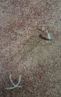 موکت پالاز