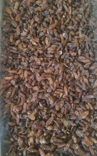 کشمش افتابی