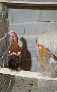 مرغ و خروس