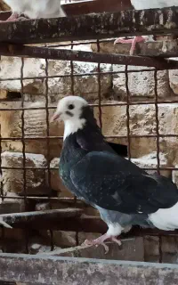نزدیک به ۲۰تا کبوتر دونه ای ۲۵۰گذاشتم .مفت بخدا