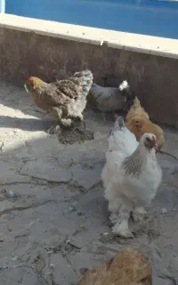 مرغ برهما اصل اروپایی تخم گذار
