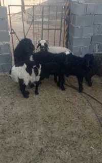 بره نر ریز سبک