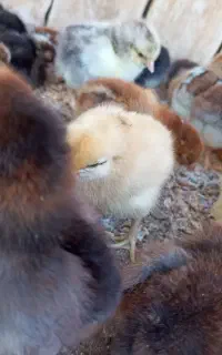 جوجه مرغ چند روزه سالم و سرحال