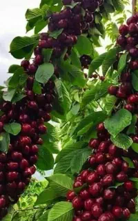 نهال چهار ساله بزرگ سال گیلاس گلدونی کاشت تابستانی