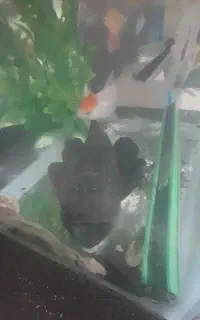 لجن‌خوارکت‌اسپرت‌۲۵سانتی‌بزرگ‌کاملاسالم
